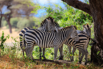 Fototapeta na wymiar Zebra group under a tree