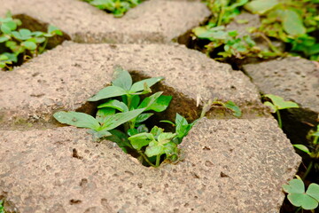 green clover growing through a hole in a concrete wall, closeup of photo