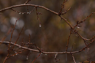 Fototapeta na wymiar raindrops on tree branch, autumn rainy day, weather.