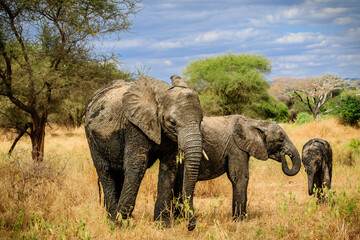 Fototapeta premium Three elephants