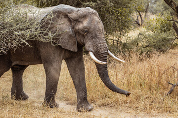Elephant behind a tree
