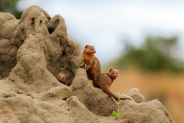 Mongoose