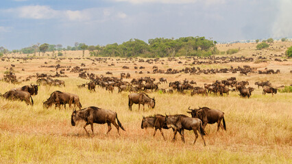 Fototapeta na wymiar Wildebeest Herd