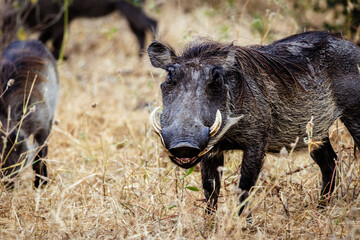 Grinning warthog