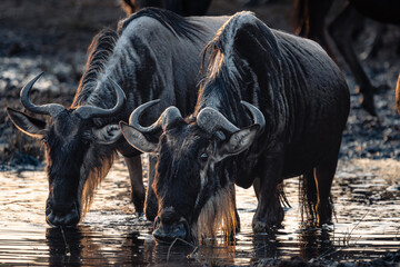 Obraz premium Wilderbeest