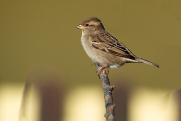 Passer domesticus