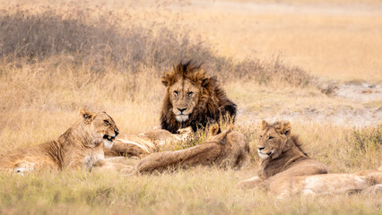 Wildlife, Safari, Ngorongoro Crater, Ngorongoro National Park, Tanzania, July 2023,.More stuff: www.wortsucher.de