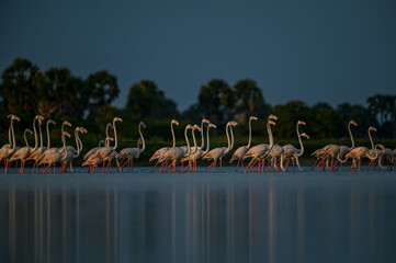 Flamingos are famous and most beautiful pink color birds