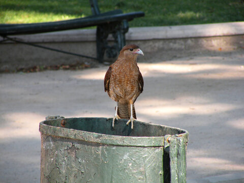 Chimango perched on garbage collection bin, also called Tiuque, native to South America