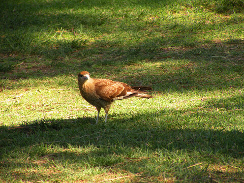 Chimango on the grass looking around, also called Tiuque, native to South America