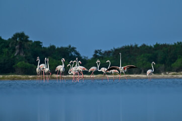 Flamingos are famous and most beautiful pink color birds