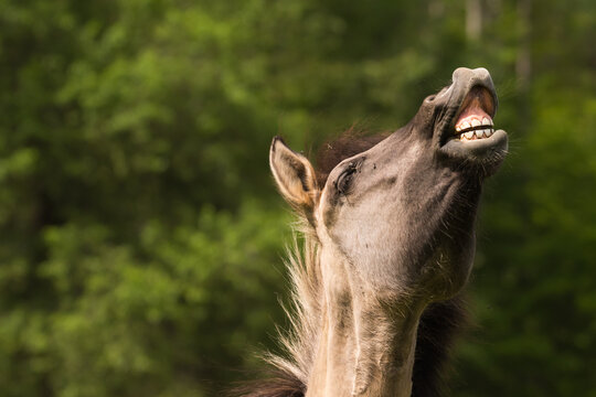 Konik horse, flehmen
