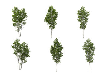 Variety of tall trees on transparent background