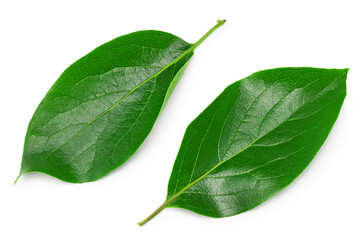 Obraz premium leaves of persimmons isolated on white background. clipping path