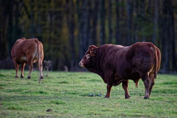 taureau
