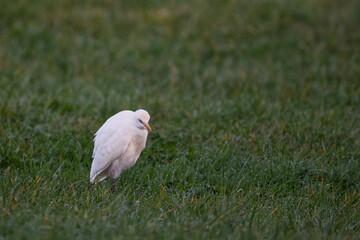 héron garde-bœufs - pique-bœufs - Bubulcus ibis -oiseau
