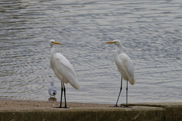 Grande Aigrette - Ardea alba - Egretta alba - oiseaux,
