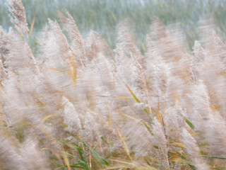 Reeds blowing in the wind with ICM intentional camera movement