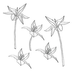 Engraved flowers drawn in vintage style. Line botanical tulips set, detailed outlined botanical drawings. Isolated on white background. 