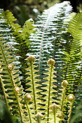 close up of fern leaf in new zealand