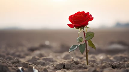  A single beautiful, bright red rose in a ground in a desert © Ярослава Малашкевич