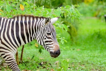 zebra, a grazing vertebrate mammal, usually found in forest and usually live in big numbers