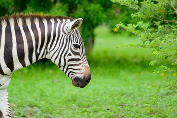 zebra, a grazing vertebrate mammal, usually found in forest and usually live in big numbers