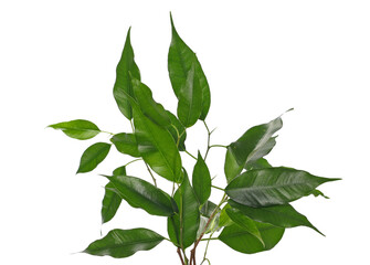 Ficus Benjamina green leaves, weeping fig twig isolated on white, clipping path 