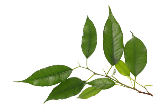 Ficus Benjamina green leaves, weeping fig twig isolated on white, clipping path 