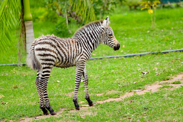 zebra, a grazing vertebrate mammal, usually found in forest and usually live in big numbers