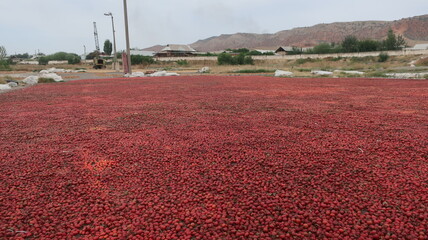 Hagebutten bei der Trocknung