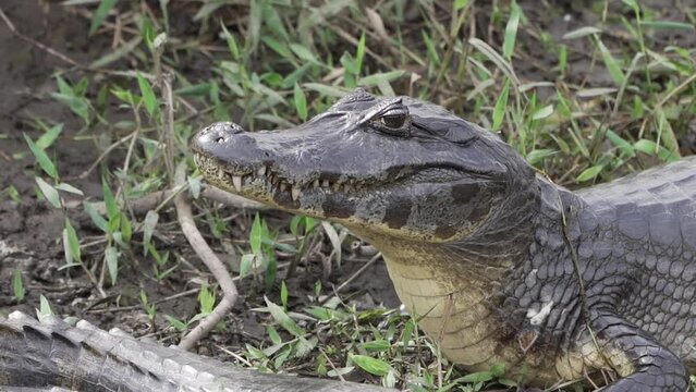 Caiman at the river banks of the Transpantaneira gravel road towards Porto Jofre through the Pantanal, the biggest swamp area of the world in Brazil, relaxing and sunbathing.