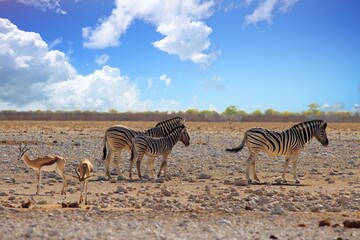 A small herd of Common zebra standing on the dry Etosha plains, with two sprinbok standing close by. - obrazy, fototapety, plakaty