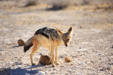 Black-Backed Jackal (Canis mesomelas) standing looking into camera, while on dry savannah in Etosha National Park, Namibia