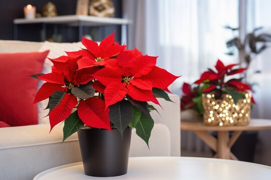 Beautiful poinsettia in a room on a blurred background. Traditional Christmas flower