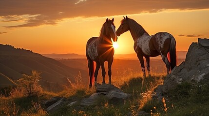 A demonstration of tenderness among beautiful horses in the mountains at sunset. Agriculture and horse care - obrazy, fototapety, plakaty