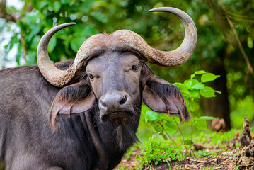 Fototapeta premium buffalo, a very aggressive animal 