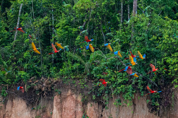 scarlet macaw couple flying through rainforest canopy in tambopata reserve
