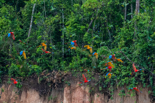 Clay lick of Tambopata in Peru: Madre de dios with its numerous macaw species feeding at clay lick in Peru (ara macao, ara aurana)