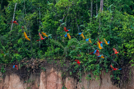 scarlet macaw couple flying through rainforest canopy in tambopata reserve