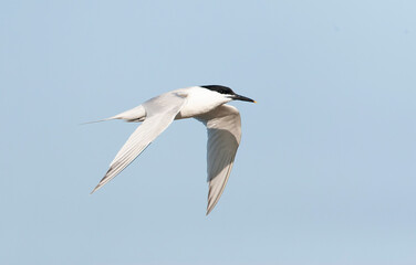 Sandwich Tern, Thalasseus sandvicensis