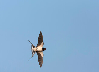 Barn Swallow, Hirundo rustica