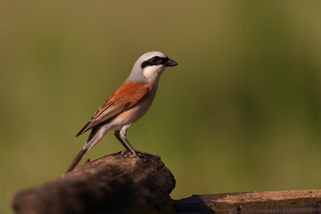 Red-backed Shrike, Lanius collurio