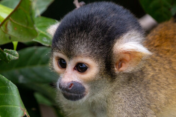 Lago Sandoval in Peru's Tambopata National Reserve: close up of squirrel monkey (Saimiri boliviensis)) 