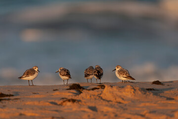 Sanderling, Calidris alba