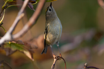 Goldcrest, Regulus regulus