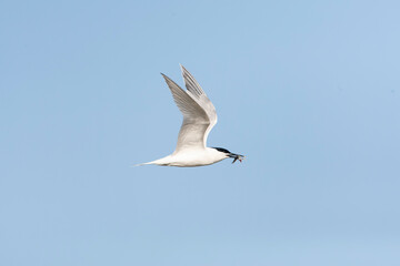 Sandwich Tern, Thalasseus sandvicensis