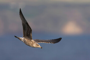 Atlantic Yellow-legged Gull, Larus michahellis atlantis