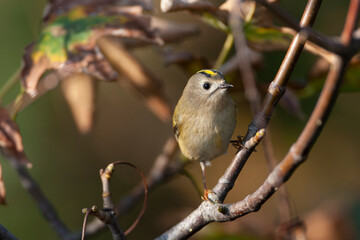 Goldcrest, Regulus regulus