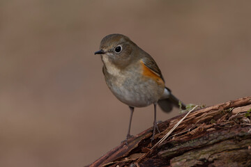 Red-flanked Bluetail, Tarsiger cyanurus